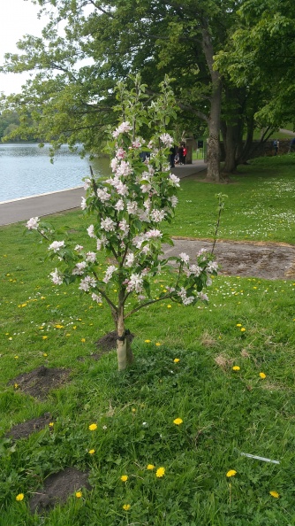 Flowering fruit tree by Lochside 20180518_164806.jpg