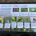 Wildflower Panel Rosemount Park 2