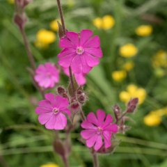 Learmonth Red Campion