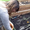 planting Joe's leeks