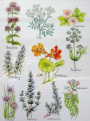 Herb Garden2