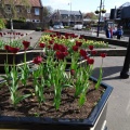 Low port tulips 3   Eloise Lardet