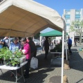 Plant sale 3 31 May 2014 TO