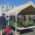 Plant sale 4 31 May 2014 TO