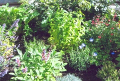 Herb Bed2 240611 HD