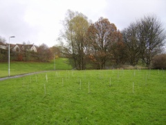 Tree Planting TO 10