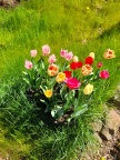 Tulips Clarendon 18.5.21