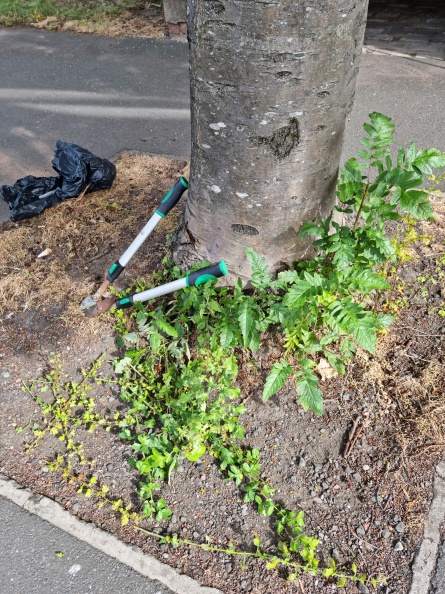 Clean Up High St trees before 110722 Tam Smith.jpg