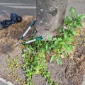 Clean Up High St trees before 110722 Tam Smith