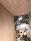 Nesting boxes Friary blue tits 020523 Mgt H