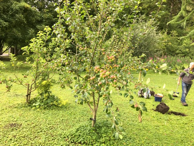 Orchard Planting 230720 MH 2.jpeg