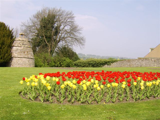 LearmthTulips2 0411 TO.JPG