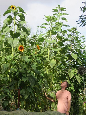 Huge Sunflowers