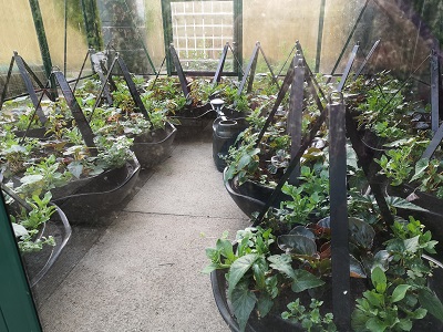Summer Hanging Baskets in the Greenhouse 