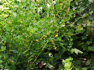 Gooseberries Growing in First Adventures Nursery's Garden