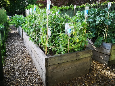 First Steps' Vegetable Raised Beds