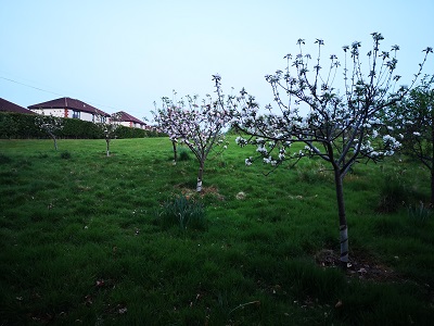 Kettilstoun Orchard