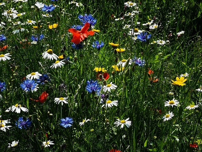 Beechwood park wild flowers