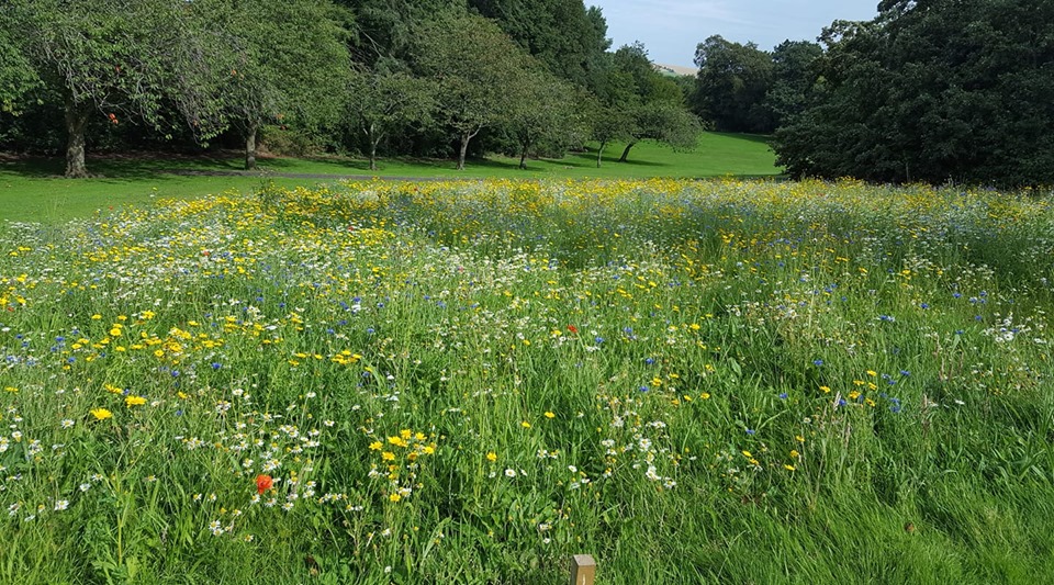 Wildflower Meadow